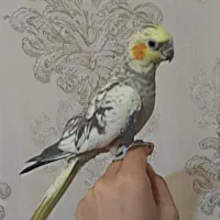 یک جفت عروس هلندی لوتیتو ابلغ|پرنده|شیراز, کوشک میدان|دیوار