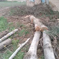 فروش خرید چوب|خدمات باغبانی و درختکاری|گرگان, |دیوار