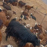 نربز|حیوانات مزرعه|بیرانوند, |دیوار