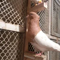 کله|پرنده|مشهد, هفده شهریور|دیوار