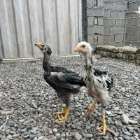 جوجه لاری ۸۰ روزه