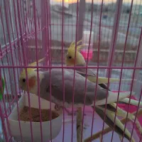 جوجه عروس هلندی ابلغ|پرنده|مشهد, موعود|دیوار