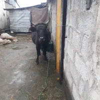 گاوچالوسی|حیوانات مزرعه|پیربازار, |دیوار