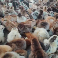 جوجه دوروزه|حیوانات مزرعه|بهبهان, |دیوار