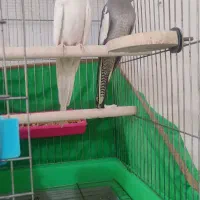 عروس هلندی نر و ماده