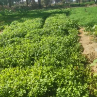 سبزی گشنیز و شوید|خوردنی و آشامیدنی|جیرفت, |دیوار