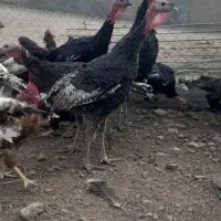 ۲۵عدد بوقلمون