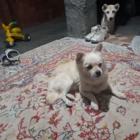 سگ پامراشپیز|سگ|گرگان, |دیوار