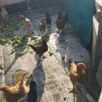 مرغ و خروس فروشی