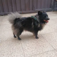 سگ پامر روباهی تربیت شده