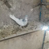 چپ کبود نر|پرنده|قزوین, |دیوار