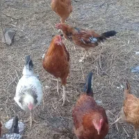 مرغ وخروس|حیوانات مزرعه|اردبیل, |دیوار