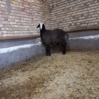 بره قوچی|حیوانات مزرعه|اسفرورین, |دیوار