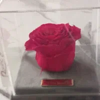 باکس گل رز جاویدان