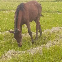 اسب ۲سال سواری|اسب و تجهیزات اسبسواری|چاف و چمخاله, |دیوار