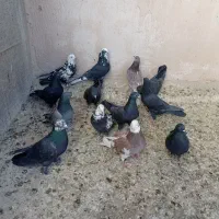 همه‌سرن‌قدیمن