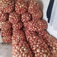 پیاز ارگانیک درجه یک زنجانرود رقم والنسیا