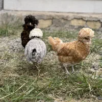 مرغ پولند لهستانی چاپتیز اورجینال