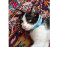 گربه گم شده