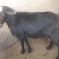 قوچ قره قزل|حیوانات مزرعه|شراء, |دیوار