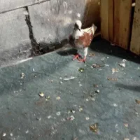 یک عدد کبوتر غریب گیری جوجه عکسش بد افتاده