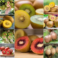 رز سیاه زالزالک زردآلو پرتقال والنسیا بلوبری|خدمات باغبانی و درختکاری|مشهد, آبکوه|دیوار