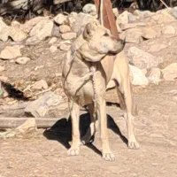 واگذاری ماده سرابی درج یک قد ۸۰ دوساله|سگ|اردبیل, |دیوار