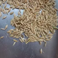 جو آبی تمییز برای بذر