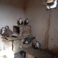 کبوتر کرباتی‌ سرخ‌ وسیاه