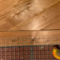 فنچ اروپایی