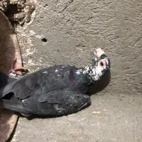 کفتر