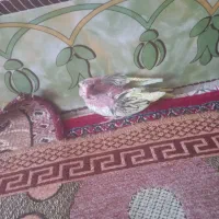 عروس هلندی|پرنده|هامون, |دیوار