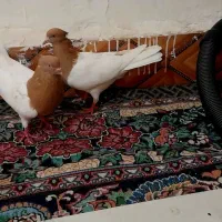 کله زرد نر و ماده