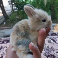 خرگوش لوپ بامزه