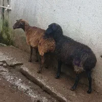 دوقلوزا گوسفند آبستن سونوشده