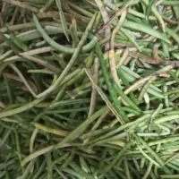 لوبیا چشم بلبلی|خوردنی و آشامیدنی|رشت, تازه آباد|دیوار