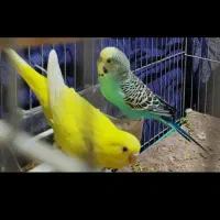 مرغ عشق|پرنده|اهواز, کوی فرهنگیان ۱|دیوار