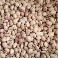 لوبیا چیتی|خوردنی و آشامیدنی|اصفهان, ارداجی|دیوار