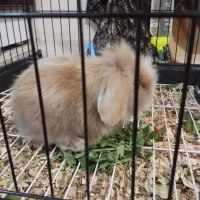 خرگوش لوپ|موش و خرگوش|خرمآباد, |دیوار