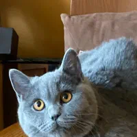 بریتیش بلو|گربه|تهران, سعادت‌آباد|دیوار