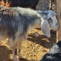 3 عدد بزغاله سه قلو داشتی دو ماه ابستن