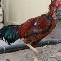 خروس لاری|حیوانات مزرعه|بومهن, |دیوار