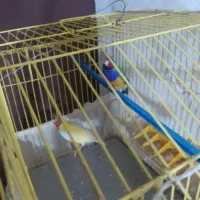 سره گلدین|پرنده|سمنان, |دیوار