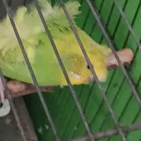 مرغ عشق پروانه فروخته شده
