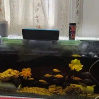 آکواریوم|ماهی|لاهیجان, کوی زمانی|دیوار