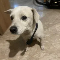 سگ پیدا شده|حیوانات|تهران, سعادتآباد|دیوار