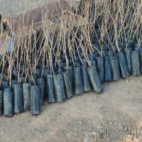 فروش نهال پسته