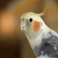 قناری وعروس هلندی نر حرف میزنه