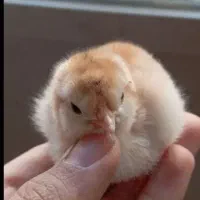 جوجه مرغ و خروس گلین لری اصیل چندروزه کیفیت بالا|حیوانات مزرعه|قم, نیروگاه|دیوار