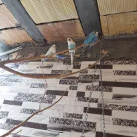 چندچفت مرغ عشق تخم دار